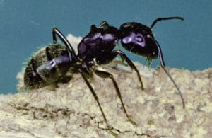 Large black carpenter ants excavate wet and decayed wood for nesting, but do not eat wood like termites.
