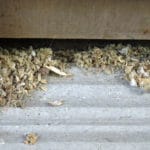 Carpenter ant frass and wood shavings
