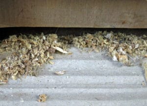 Carpenter ant frass and wood shavings