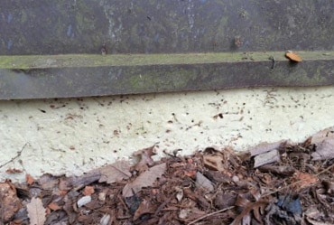 Protecting exterior foam foundation insulation