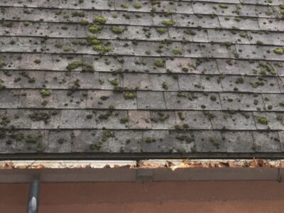 Moss and mold on roof surface needs cleaning