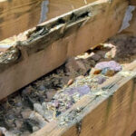 wood decay in treated lumber on deck framing